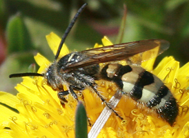 Campsomeris plumipes